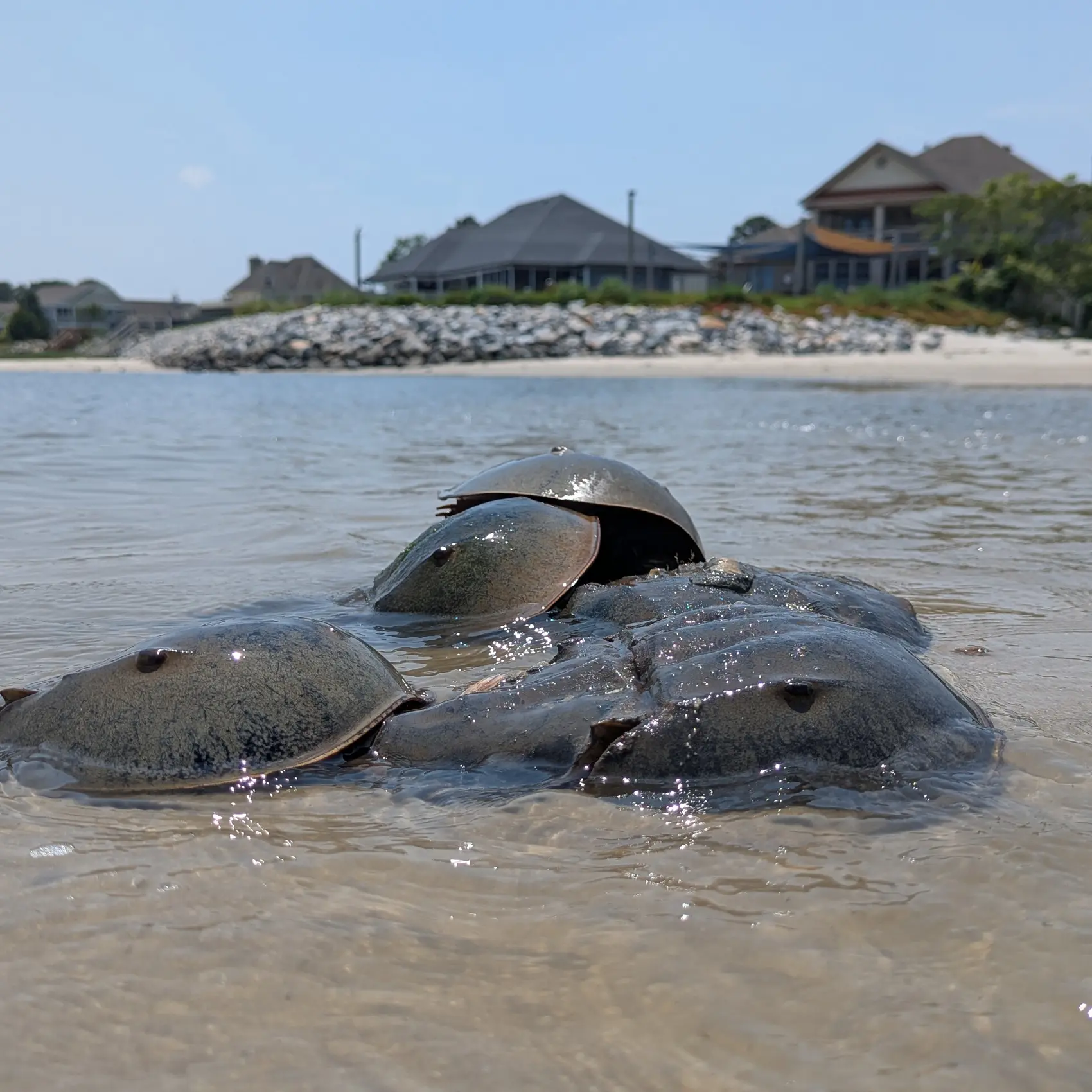 Horseshoe Crabs Close-up in Spring 2025 Horseshoe Crabs Close-up in Spring 2025
