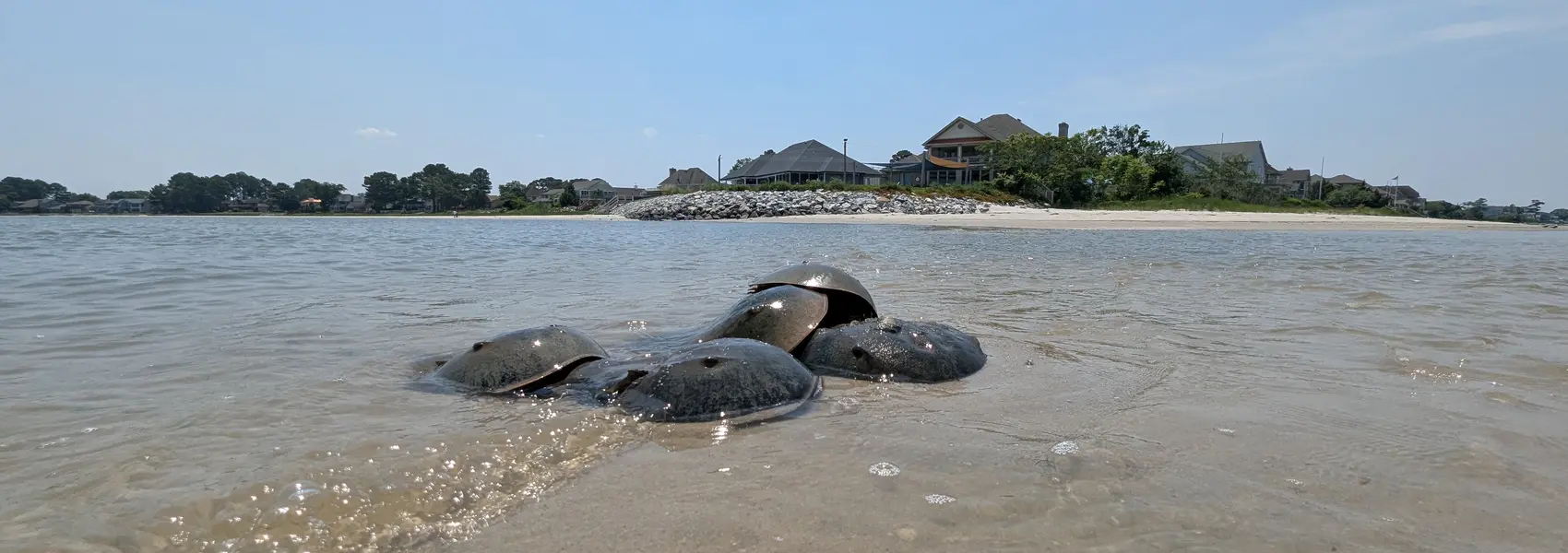 Horseshoe Crabs in Spring 2025